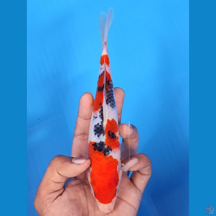 SANKE HQ BAHAN KEEP~20CM/FEEMALE~