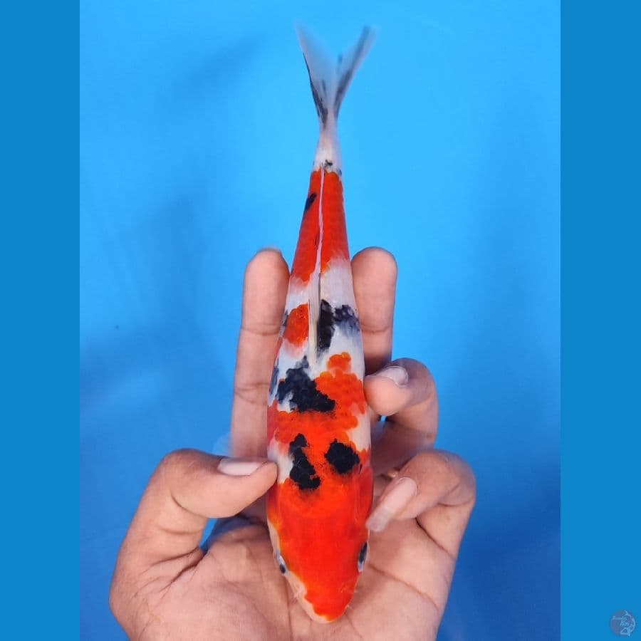 SANKE HQ BAHAN KEEP~20CM/FEEMALE~
