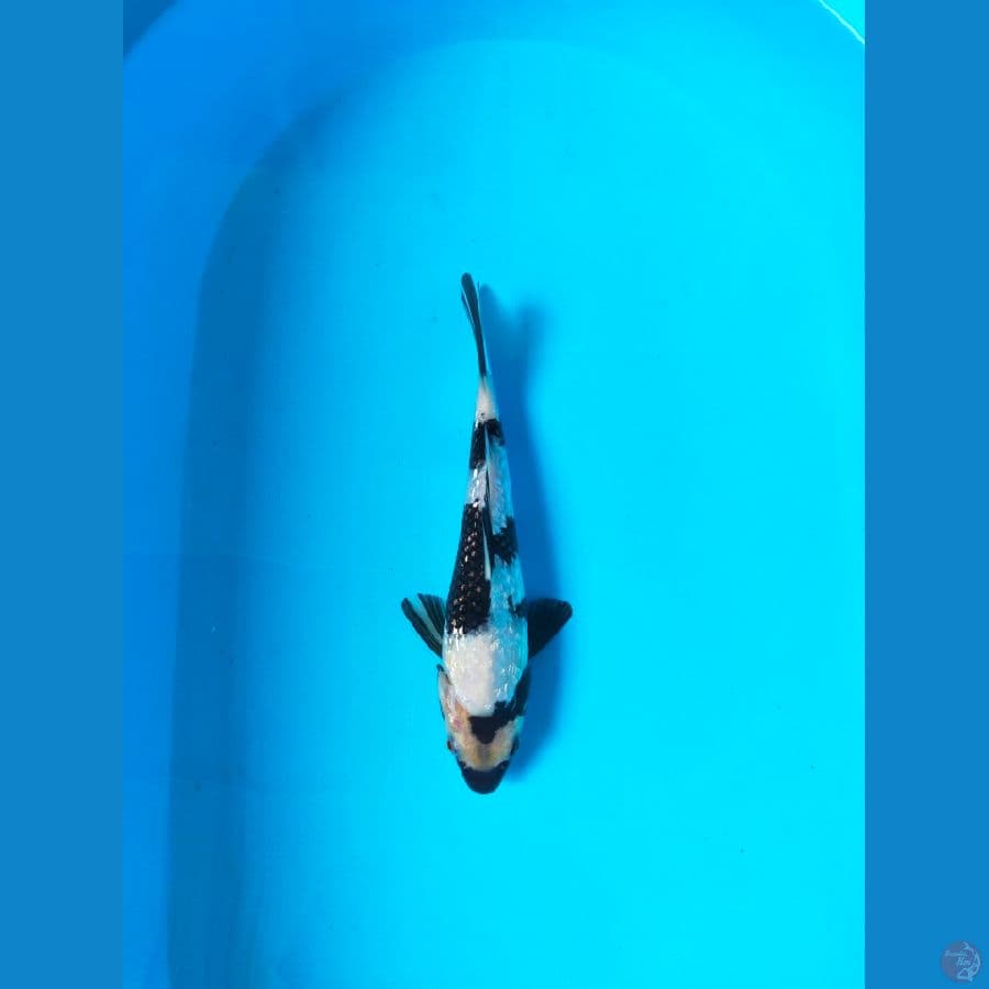 SHIRO GINRIN 27CM MALE