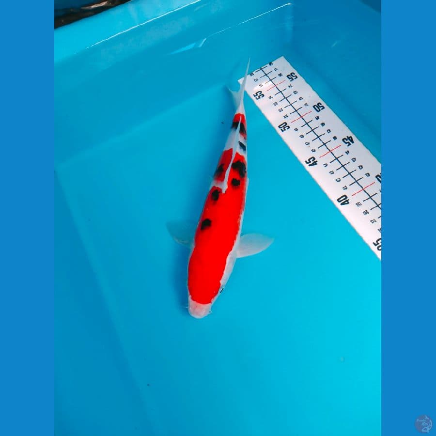 SANKE 26 CM MALE