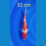 sandan kohaku 32 cm 