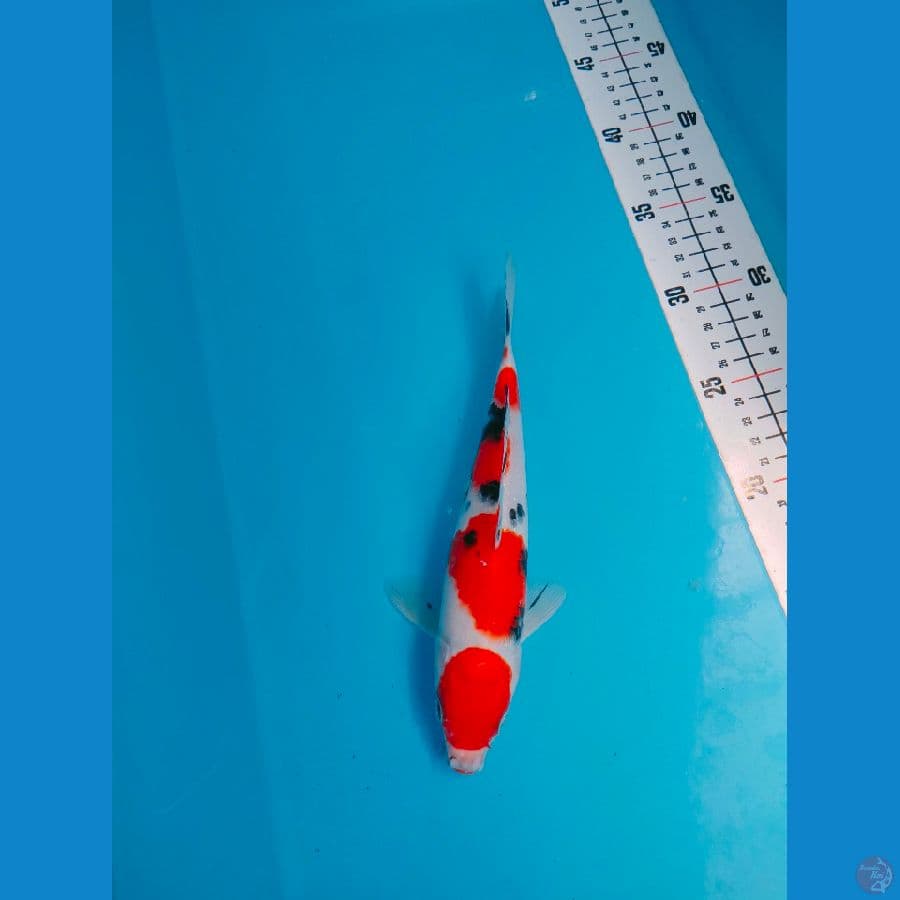 SANKE 20 CM MALE