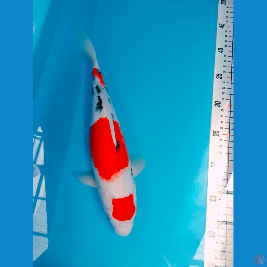 SANKE 30 CM FEMALE
