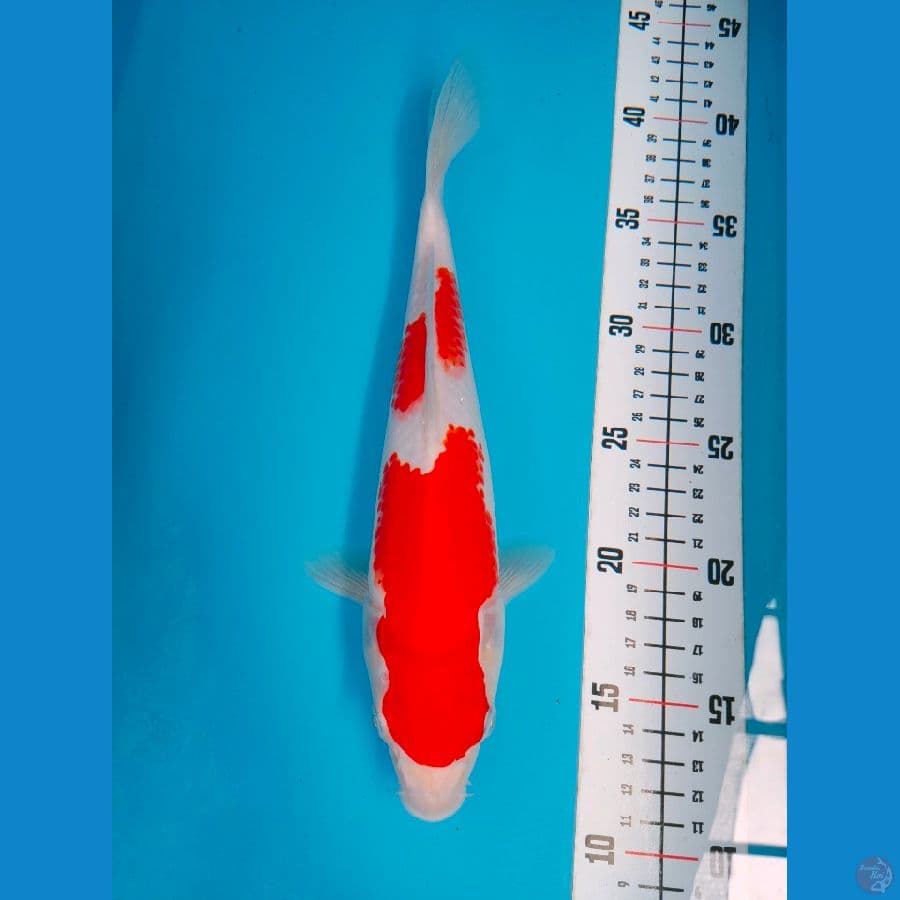 KOHAKU 29CM FEMALE