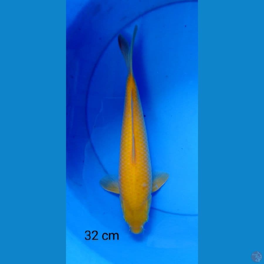 karashi male punuk 32 cm