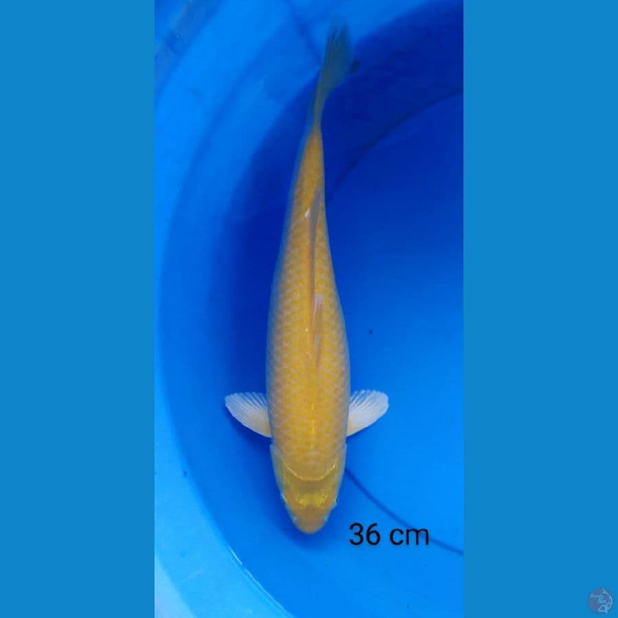 karashi punuk mata merah 36 cm