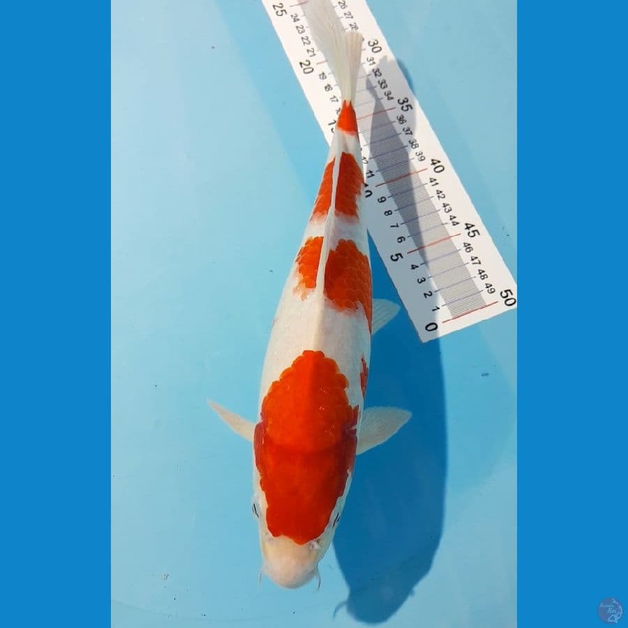 KOHAKU STEP 4 HQ 32CM