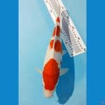 KOHAKU STEP 4 HQ 32CM