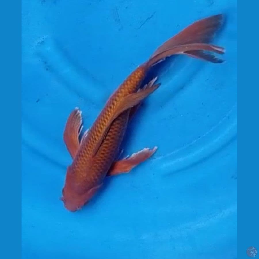 Tembaga male 50 cm