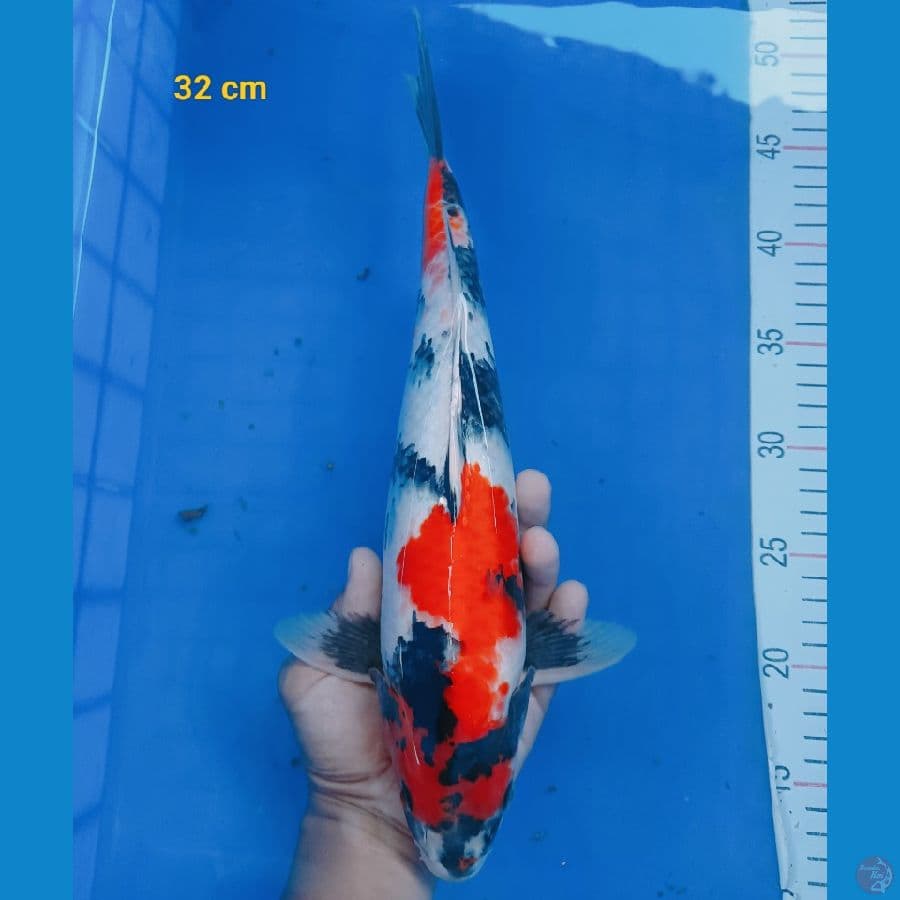 showa 32 cm