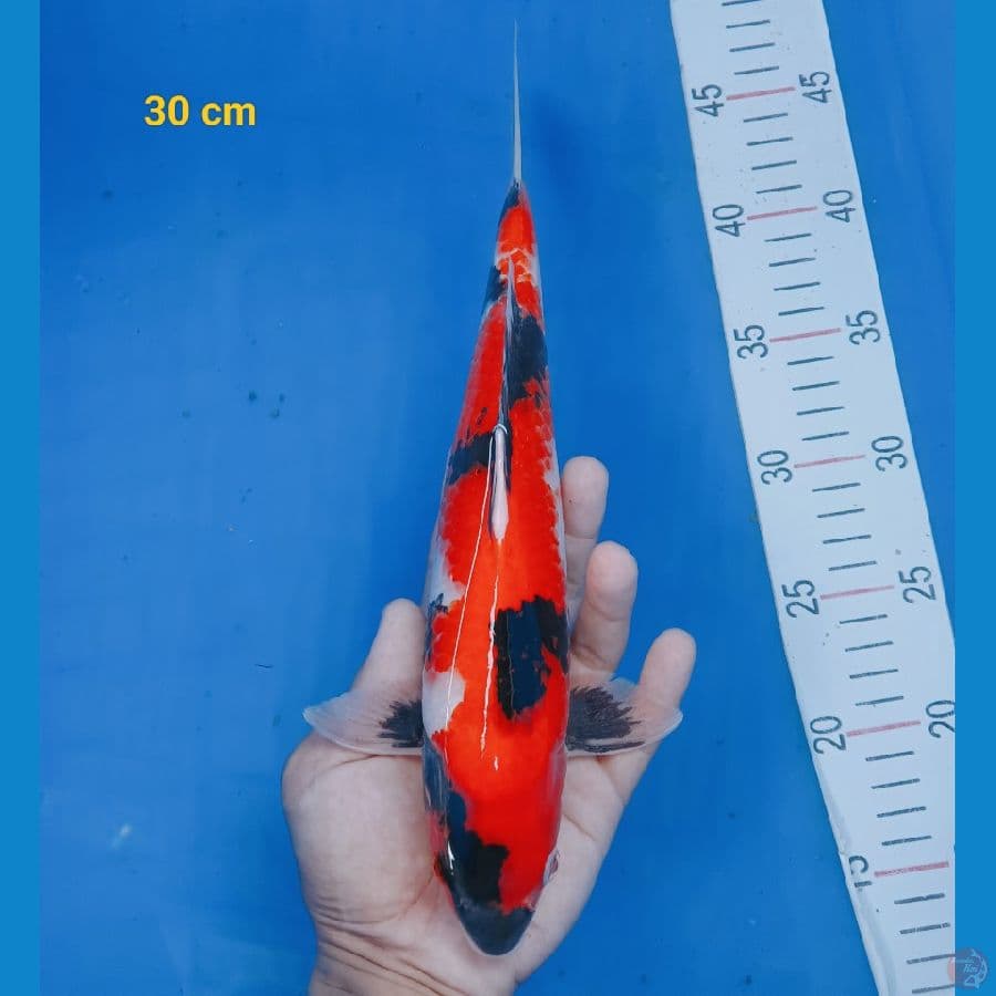 bahan pemikiran 30 cm