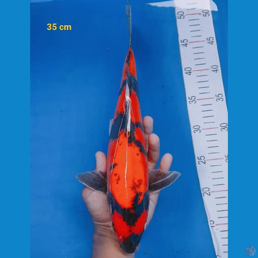 Hishowa doit 35 cm