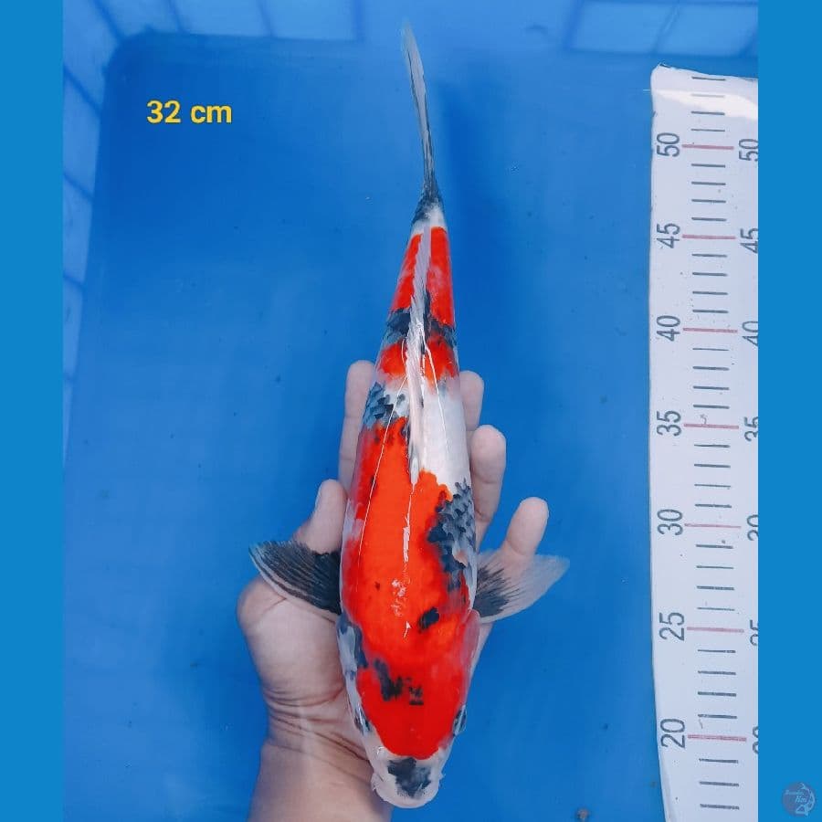 SQ showa 32 cm