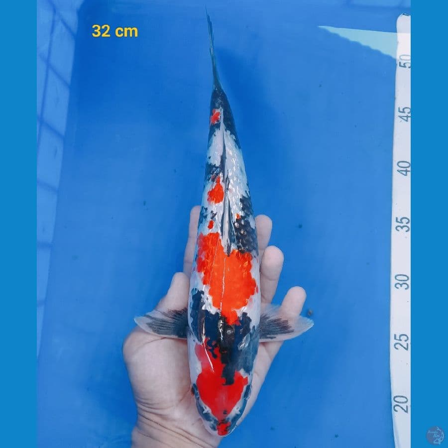 SQ Showa ginrin 32 cm