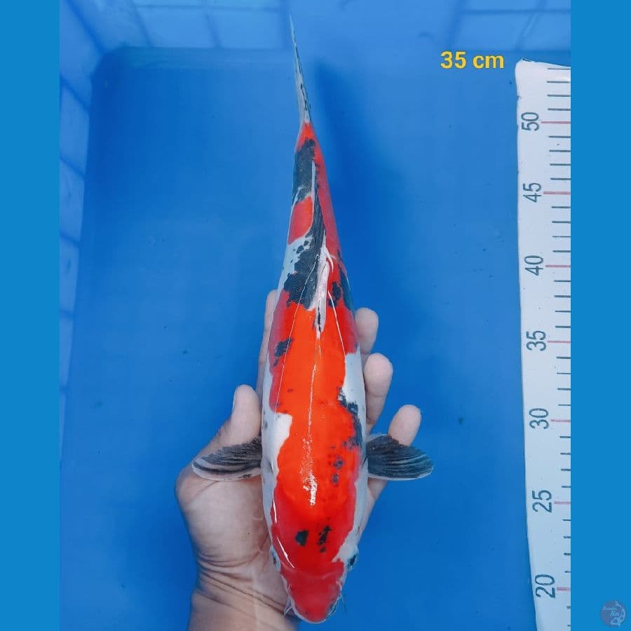 showa doit 35 cm