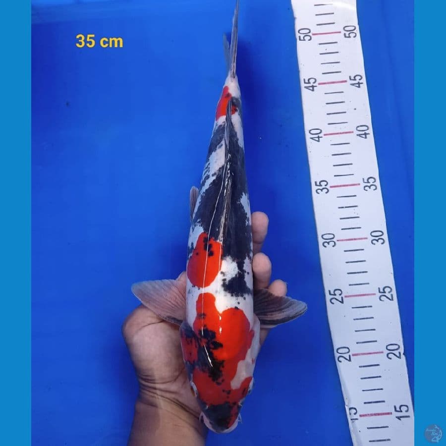 SHOWA F-35BU