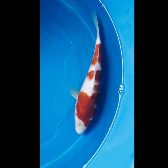 Kohaku 3 Step