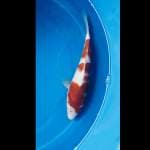 Kohaku 3 Step