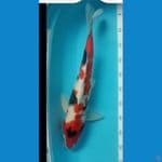 showa jantan 47cm