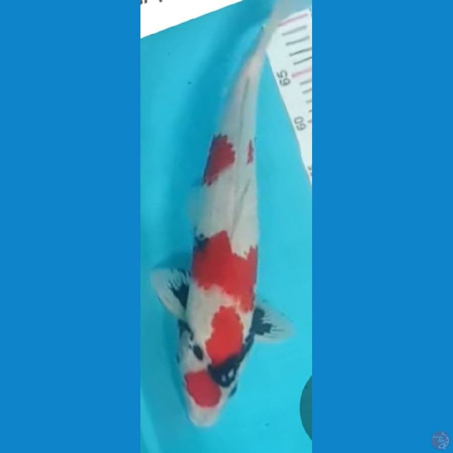 maruten showa jantan 45cm