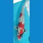 maruten showa jantan 45cm