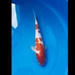 Kohaku 3 Step