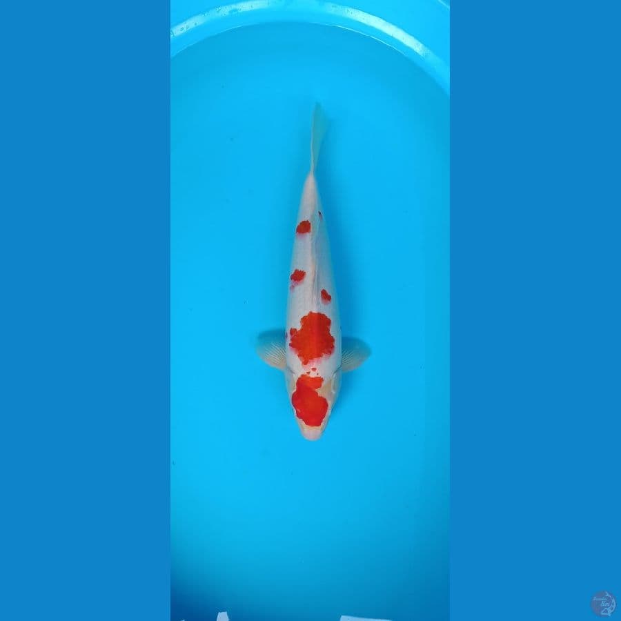 Jumbo Kohaku sz 43cm