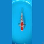 Jumbo Kohaku sz 43cm