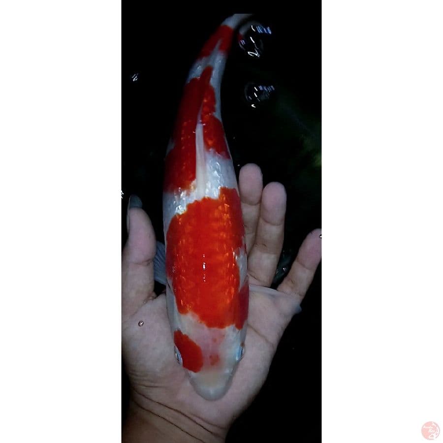 kohaku red strong 25cm
