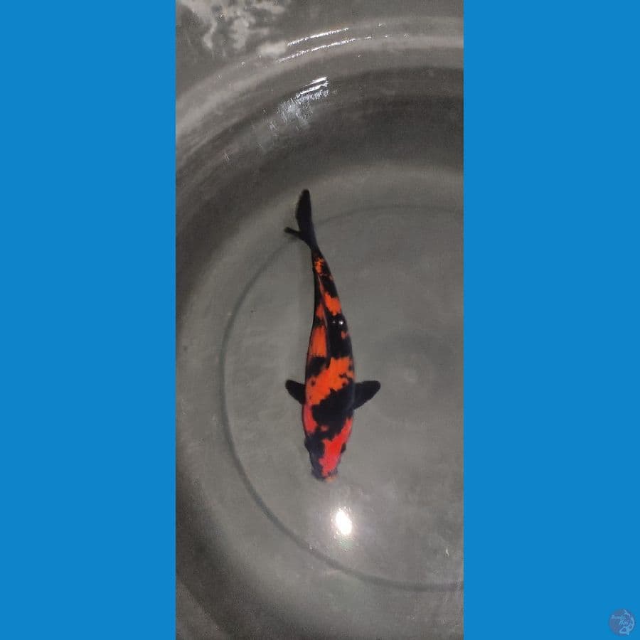 hi utsuri strong 23cm