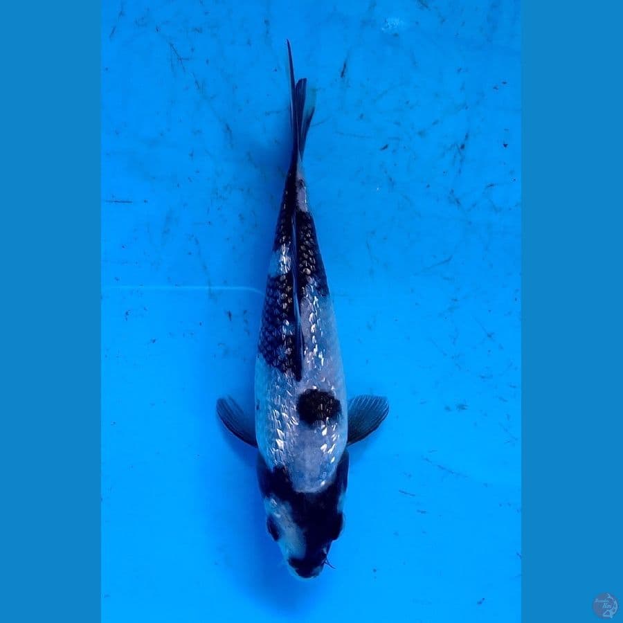ginrin padat 15cm