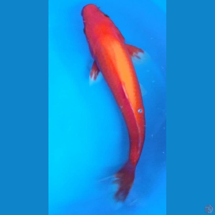 aka hajiro merah strong tembus perut 31cm
