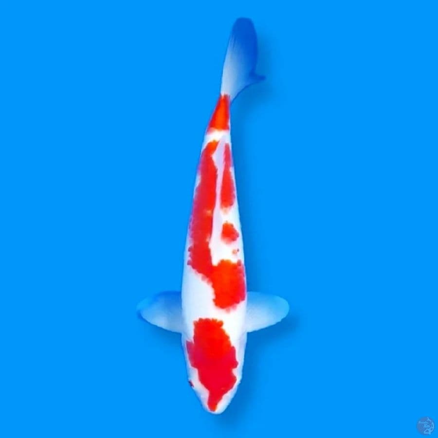 Kohaku 37 Male 