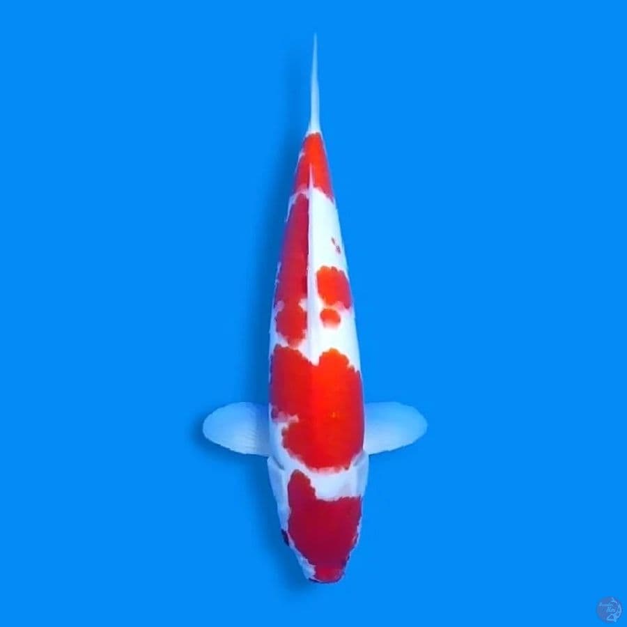 Kohaku 35 Male