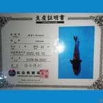 import hi-utsuri sinoda 25cm