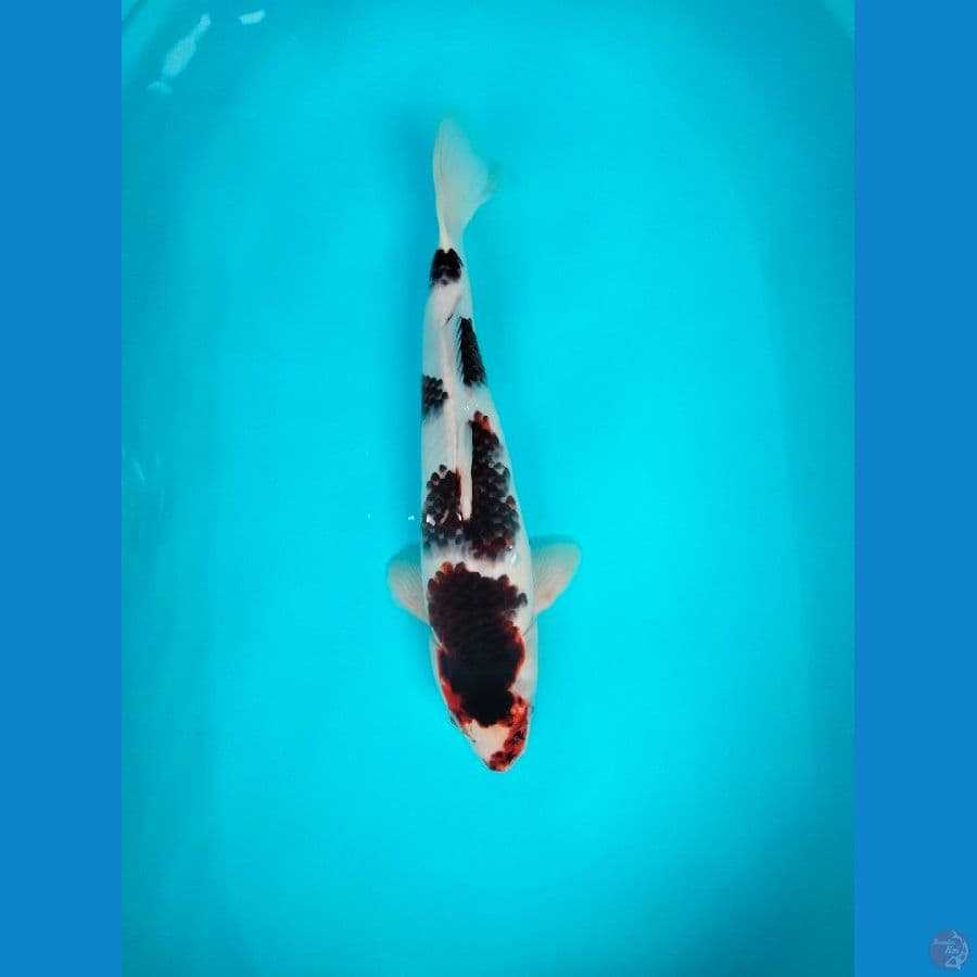 Goromo