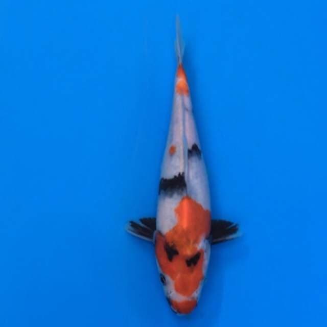 showa 23cm