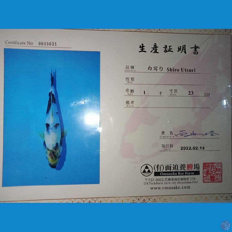 import shiro utsuri 25cm omosako