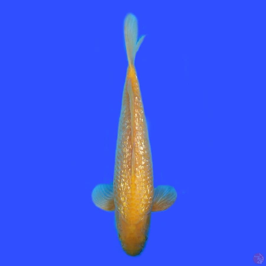karashi ghindrin male 43cm