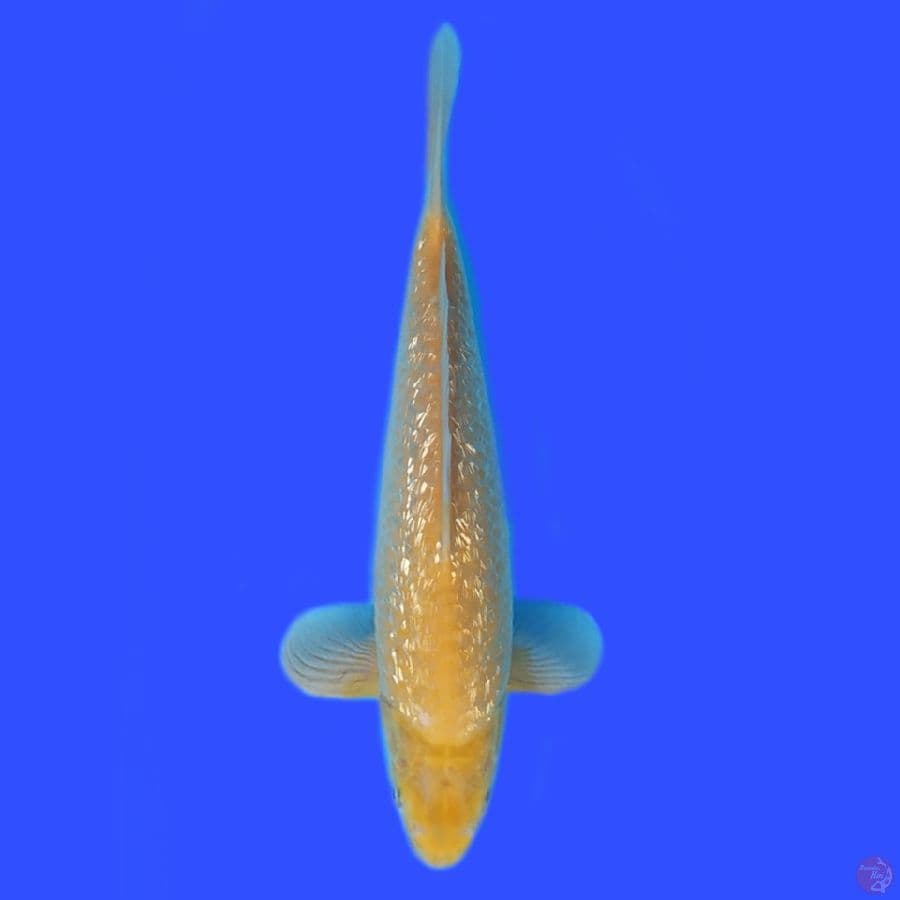 karashi ghindrin male 37cm 