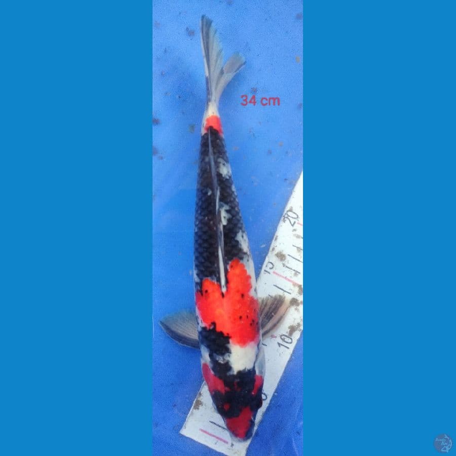 SHOWA 34 CM 