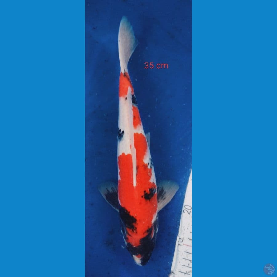 SHOWA F1 35 cm
