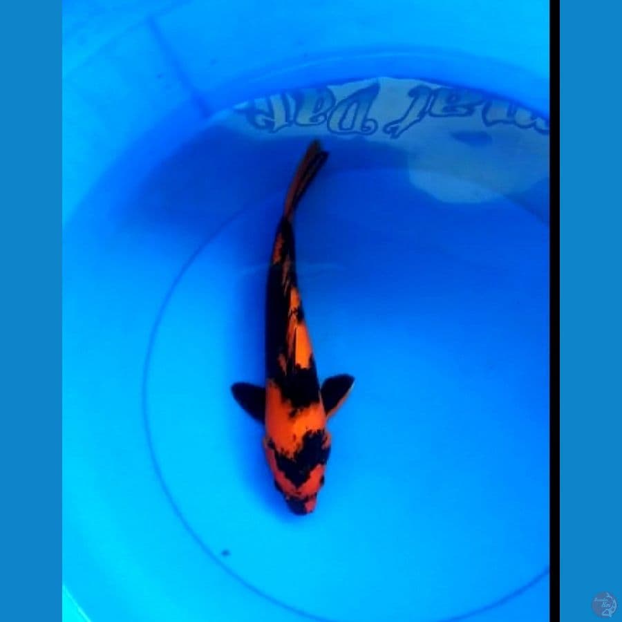 Hi utsuri 29 cm