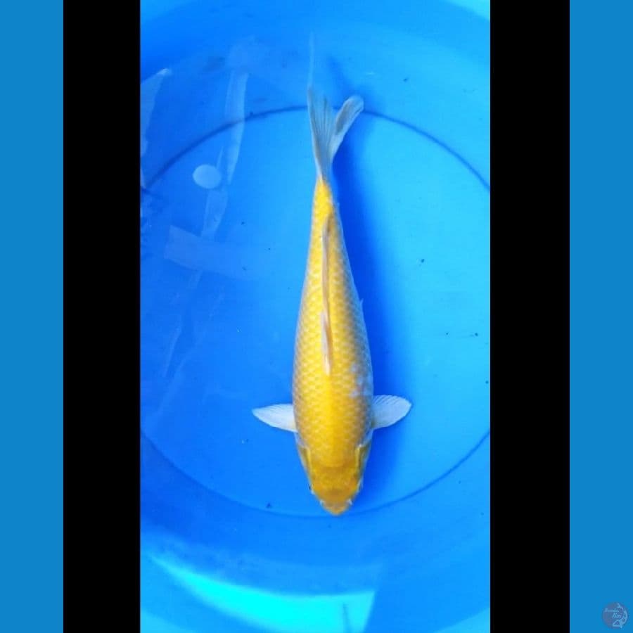 Karashi red eye 35 cm
