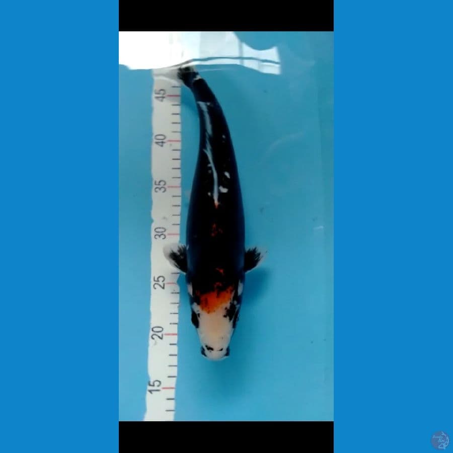 Benikumon F 34cm