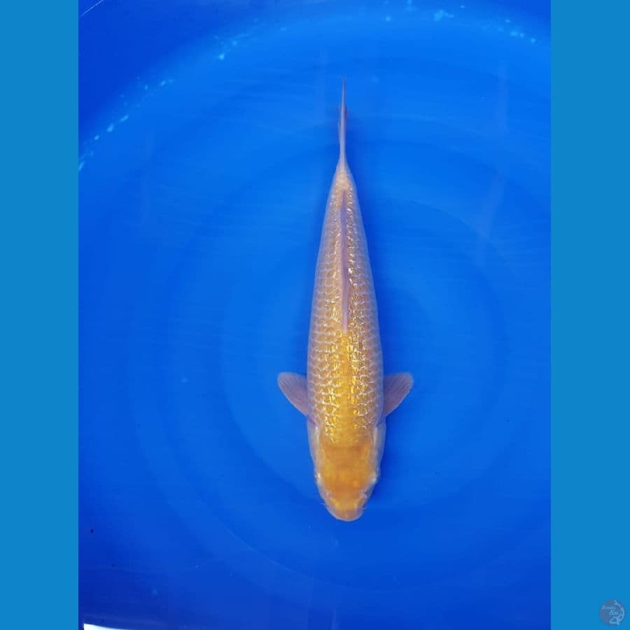 Golden cron ginrin male 35cm
