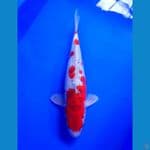 GHOSIKI F 34 CM 