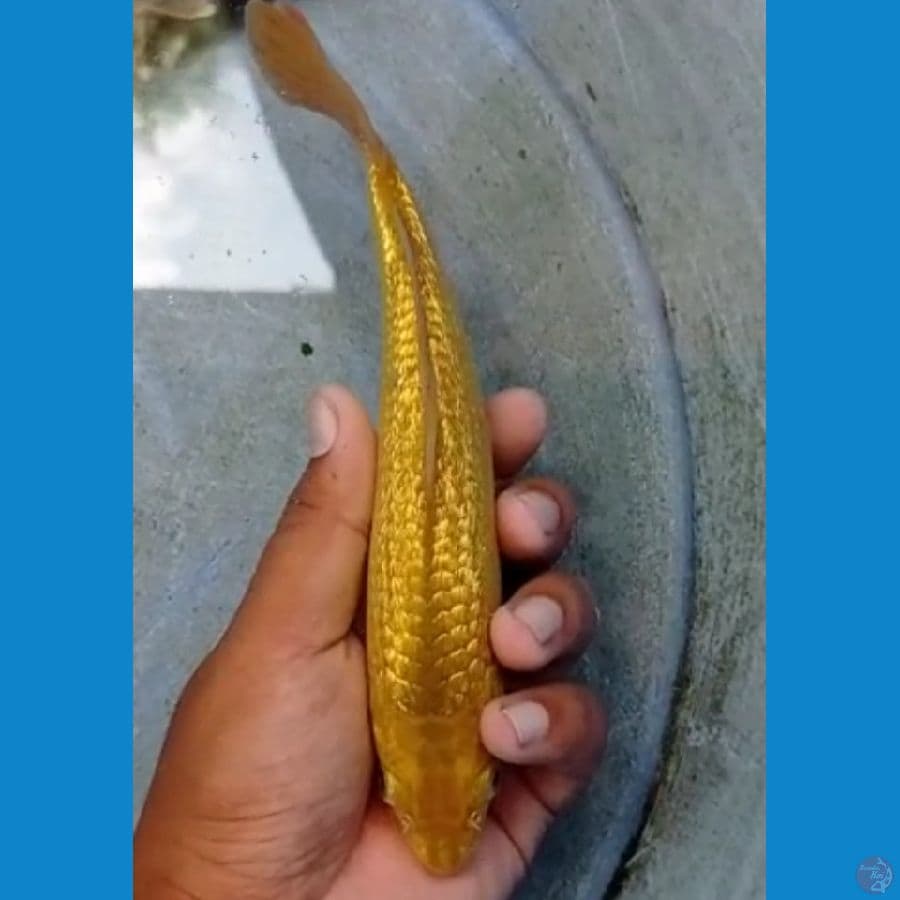 Kingrin C 20 cm