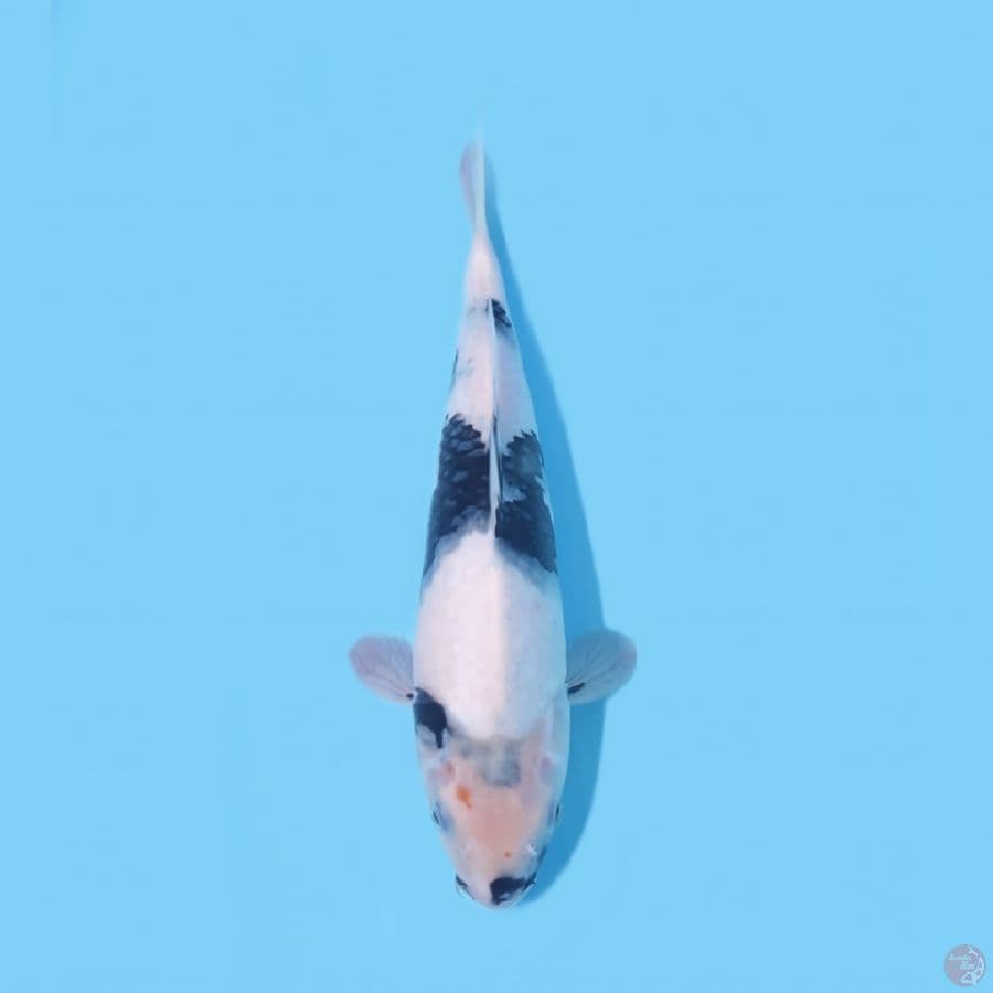 SHIRO 33CM - FEEMALE