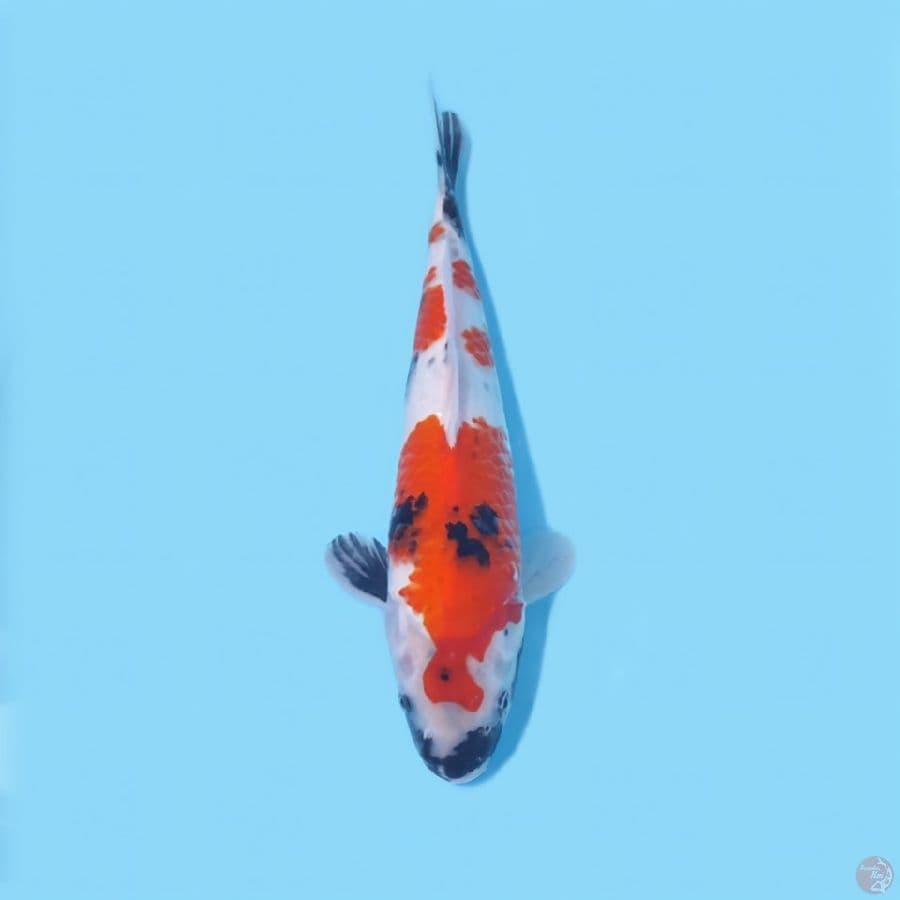 SHOWA 32CM - FEEMALE